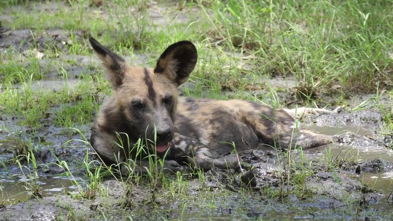 A wild dog resting in a mud puddle, animal, wildlife, dog, africa, and swamp