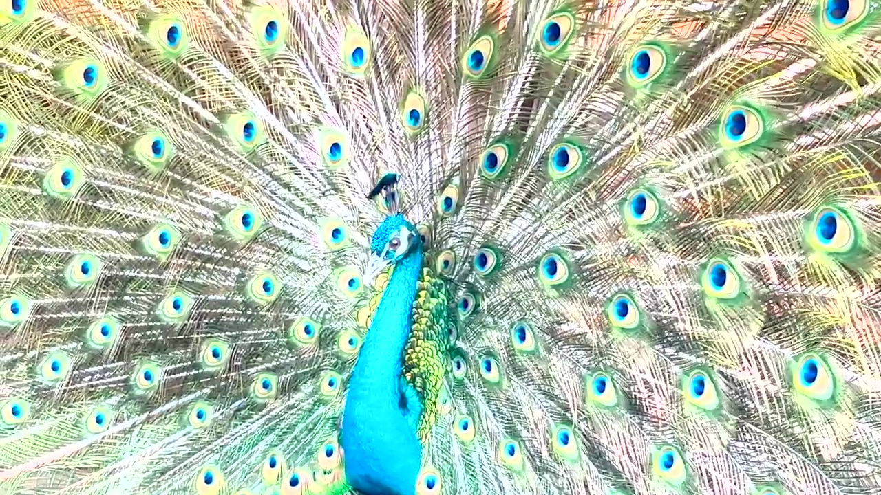 A young peacock displays its feathers to attract a female #bird #peacock #feathers