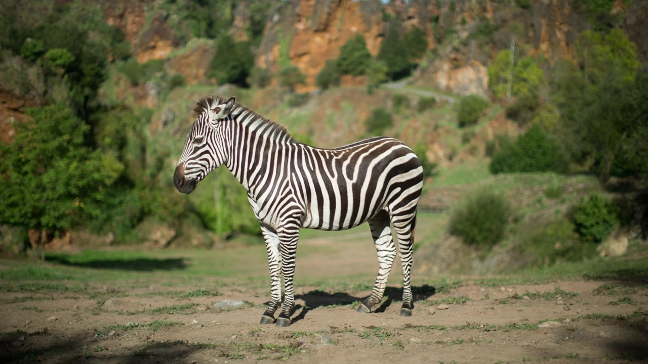 A zebra standing upright, while its skin moves to shake off the flies, during a sunny day, around it there are trees, grass land, and in the background a hill