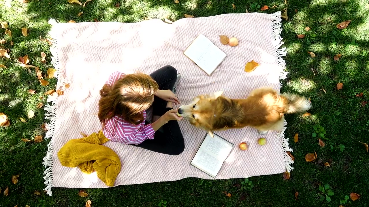 Aerial view of a picnic day with a dog #sunny #dog #eating #relaxing #dog owner