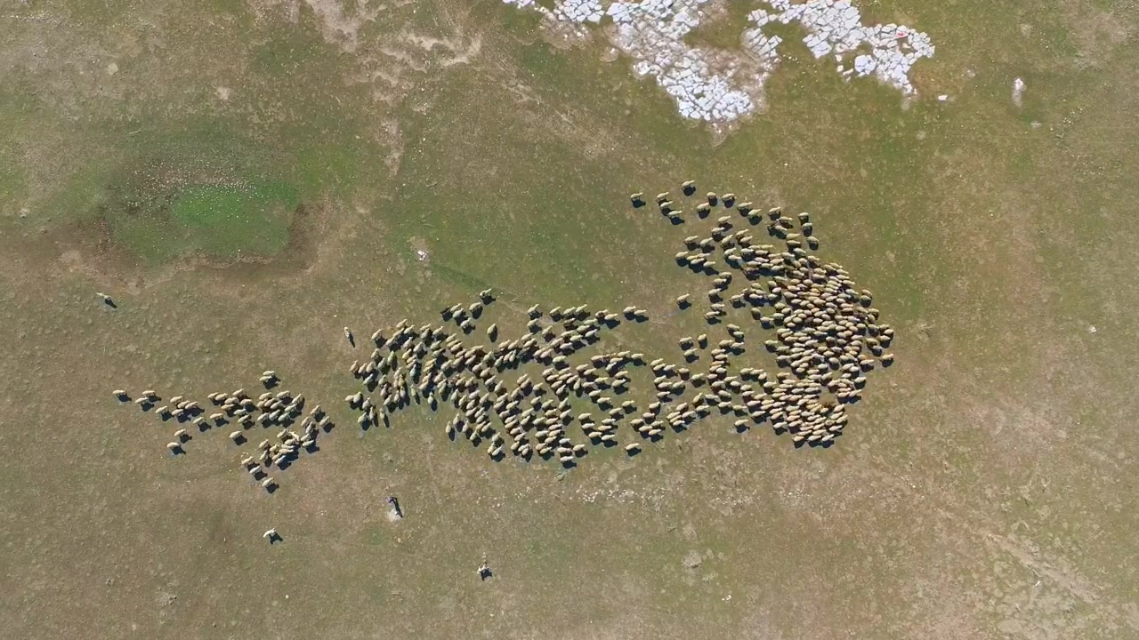 Aerial view of a sheep herd, animal, wildlife, agriculture, and sheep