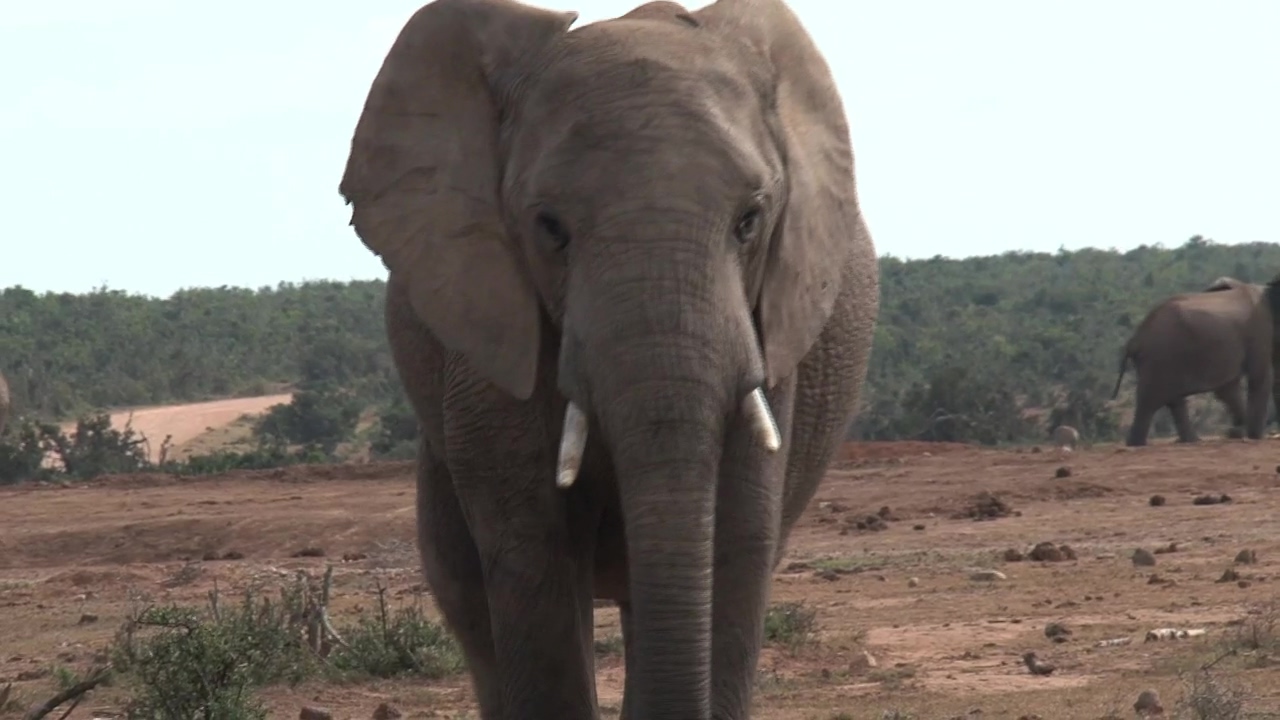 African elephant walking in the wild #animal #wildlife #africa #elephant
