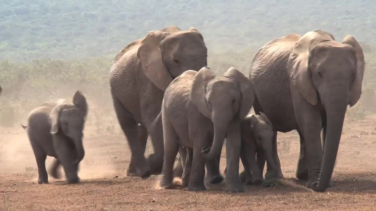 African elephants walking on a dusty ground, animal, wildlife, africa, elephant, and african animals