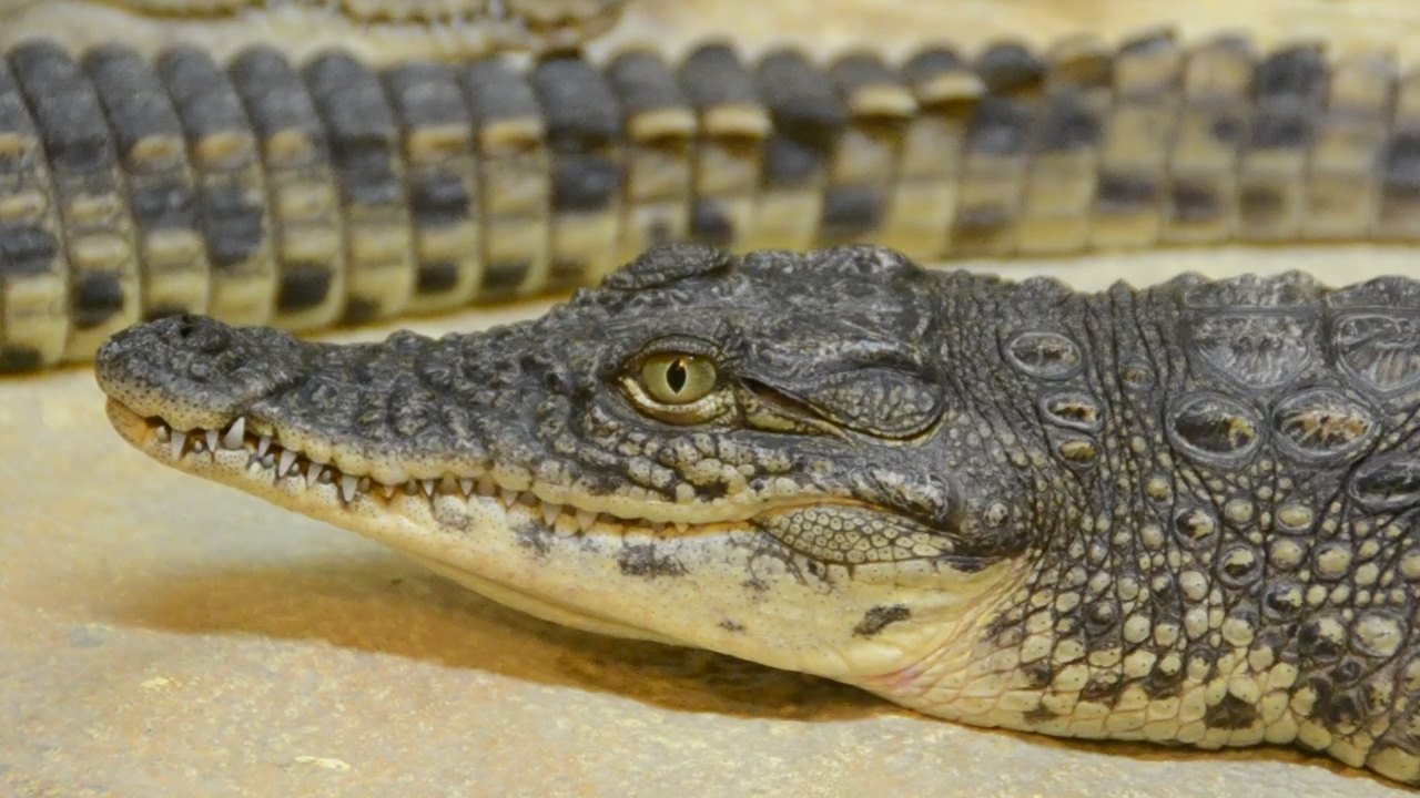 Alligator breathing slowly, animal, reptile, crocodile, and alligator