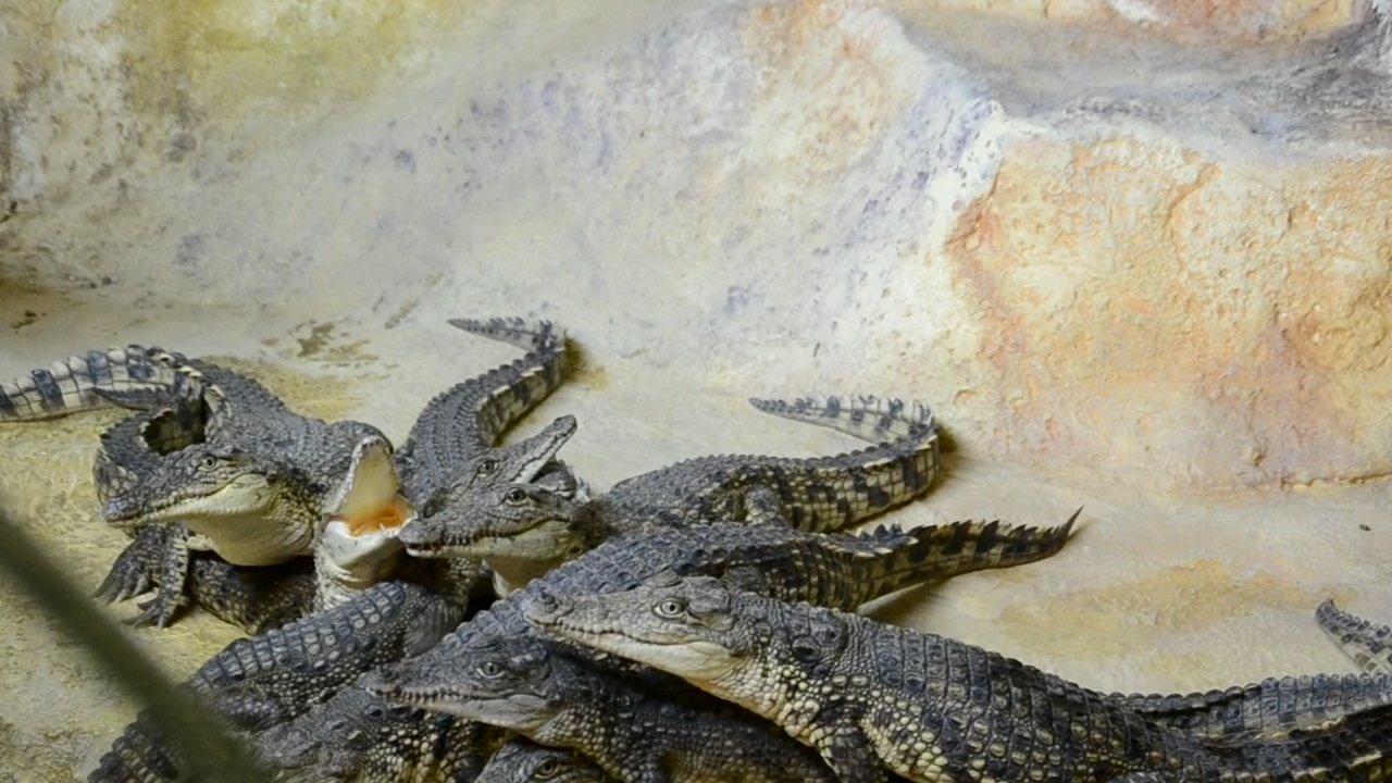 Alligator fighting for food, zoo, reptile, crocodile, and alligator
