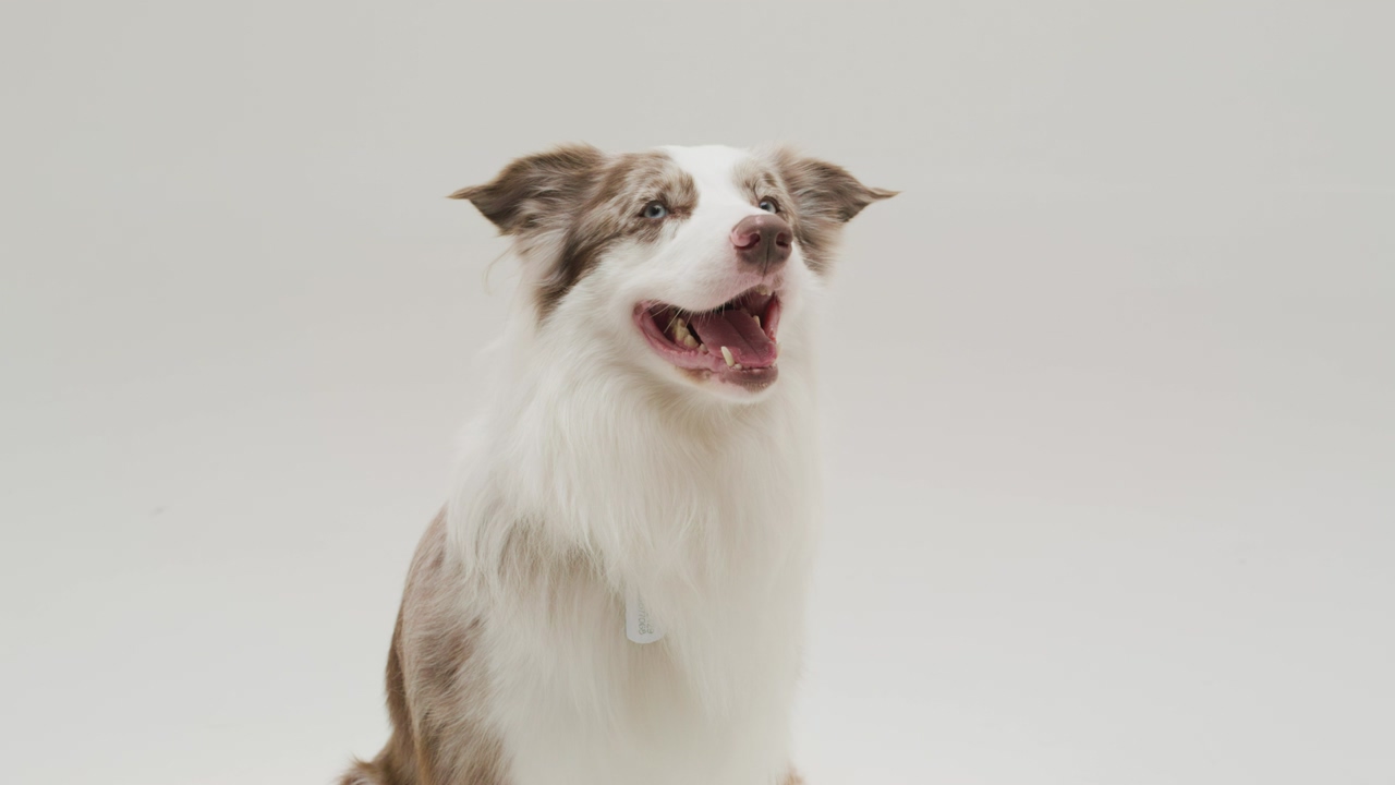 An adorable border collie canine, with its expressive eyes and endearing demeanor, engages in patient and rhythmic panting