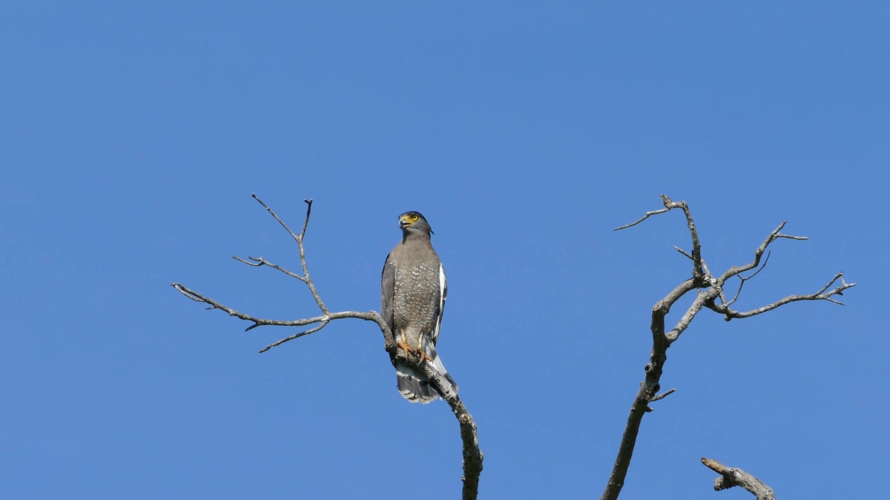 An eagle on a tree branch #animal #wildlife #clear sky #bird #branch #eagle #bald eagle