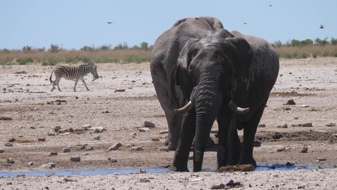 An elephant splashes himself with water #animal #wildlife #africa #dry #elephant #climate change