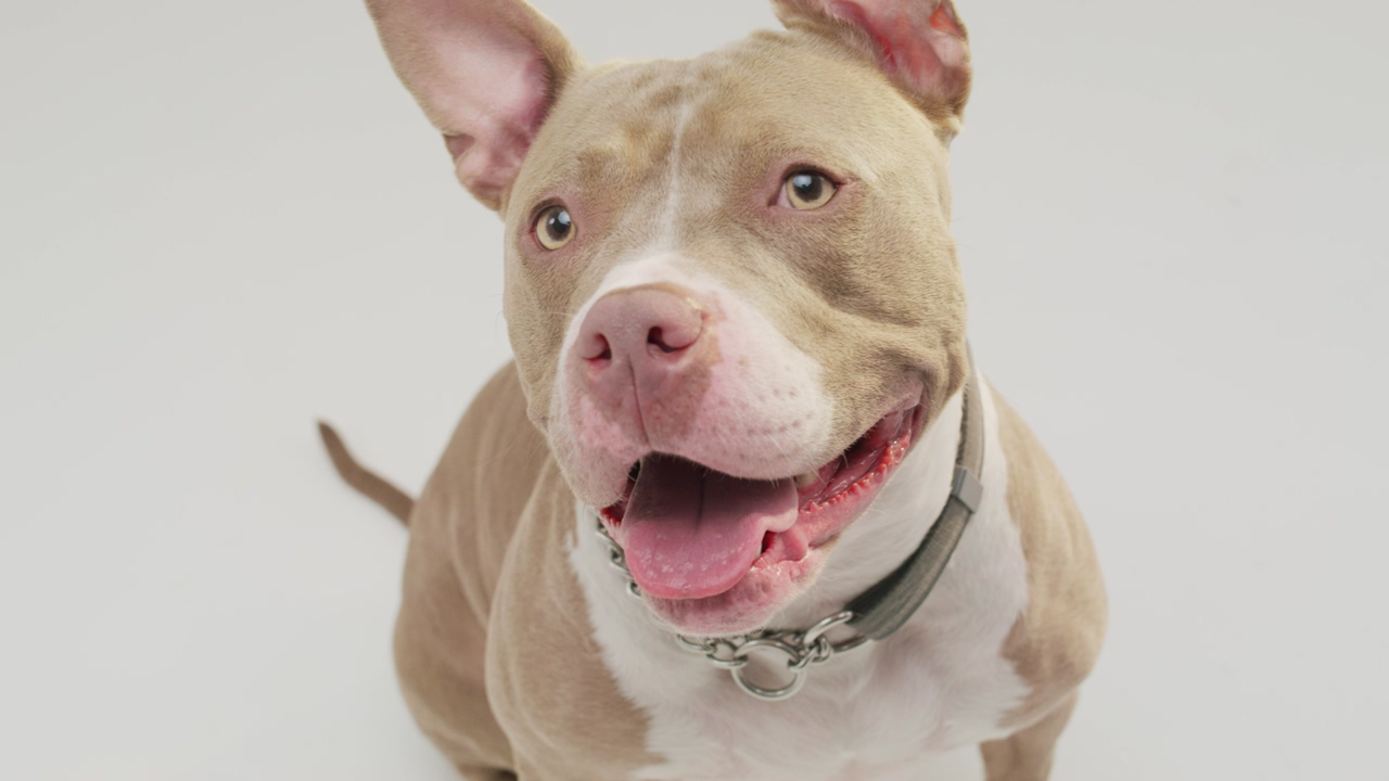 An innocent looking pitbull canine panting joyfully looks to the camera over a white background