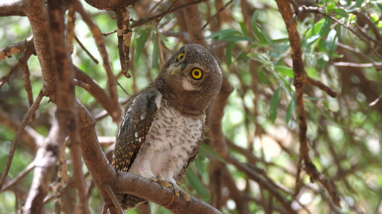 An owl hooting standing on a tree #animal #wildlife #tree #bird #owl