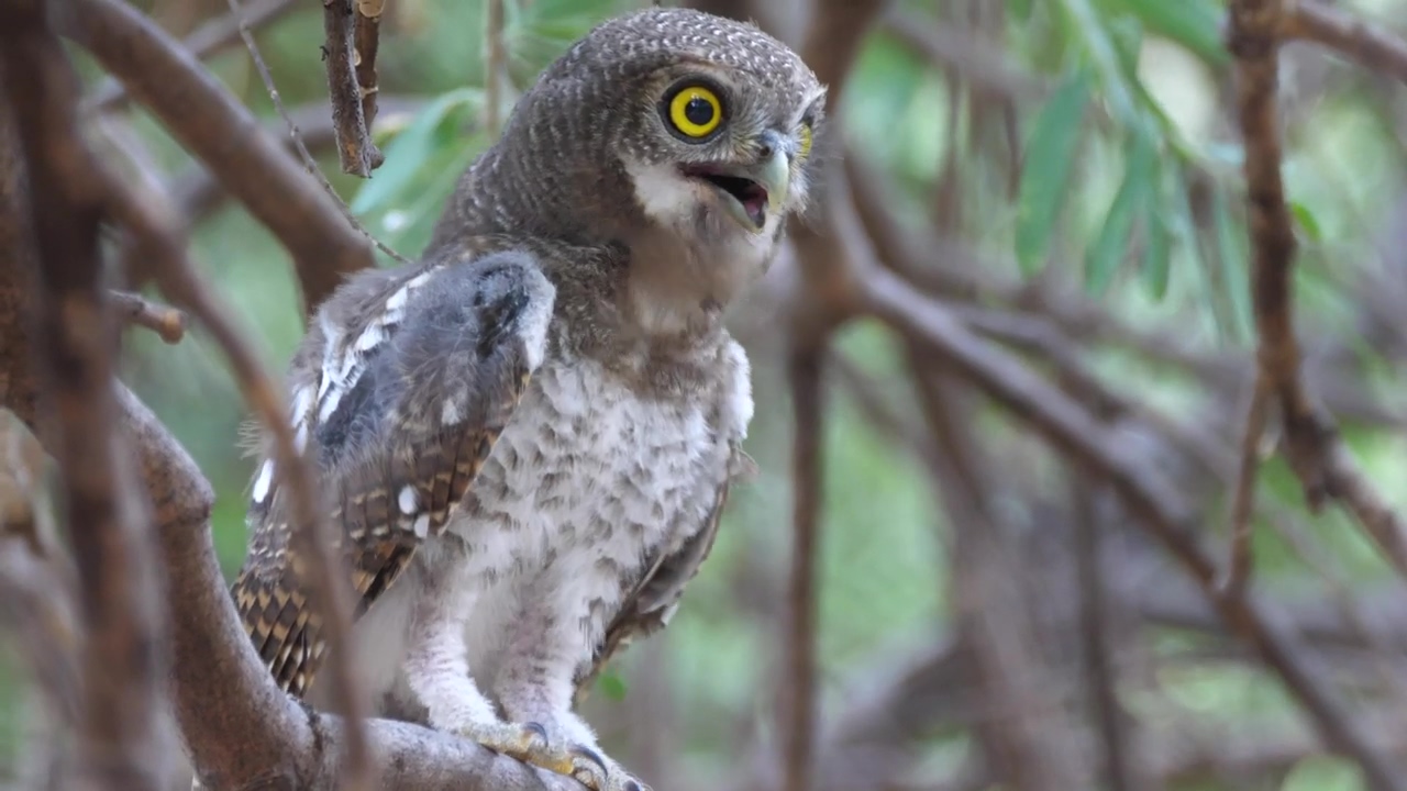 An owl singing on a tree branch, animal, wildlife, tree, bird, and owl