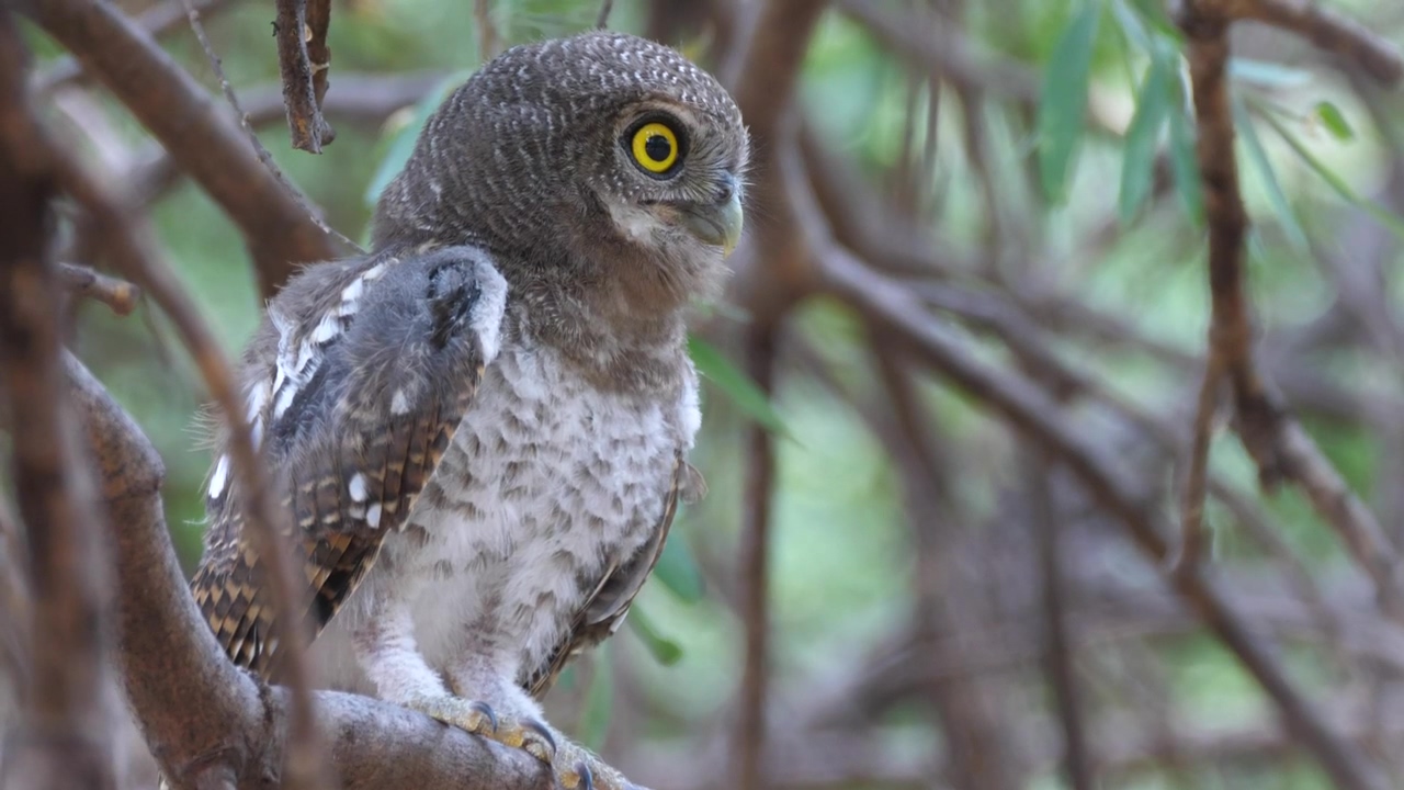 An owl sitting in a tree, animal, wildlife, tree, and owl