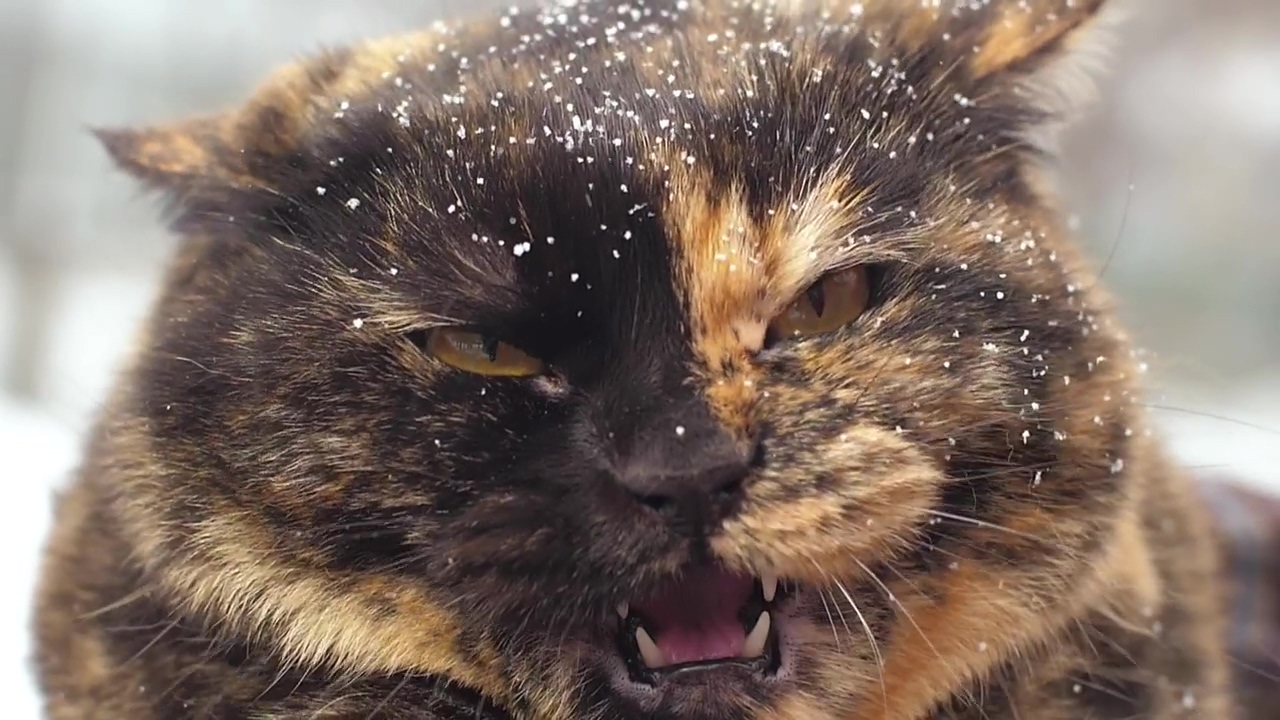Angry wild cat with snow in hair, animal, winter, snow, wildlife, wild, cat, and angry
