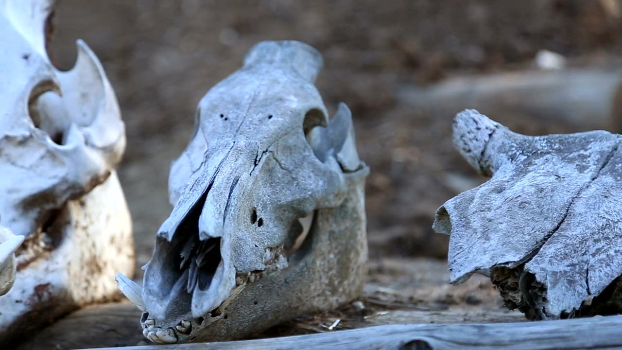 Animal skulls resting on wood, animal, wood, death, skull, bones, and museum