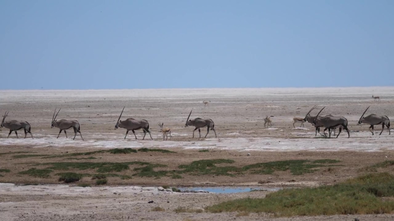 Animals crossing a dry savanna, animal, wildlife, africa, dry, climate change, and antelope