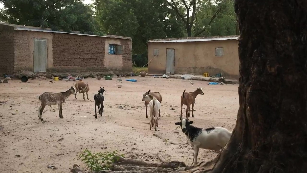 Animals in an african village, animal, village, and african animals