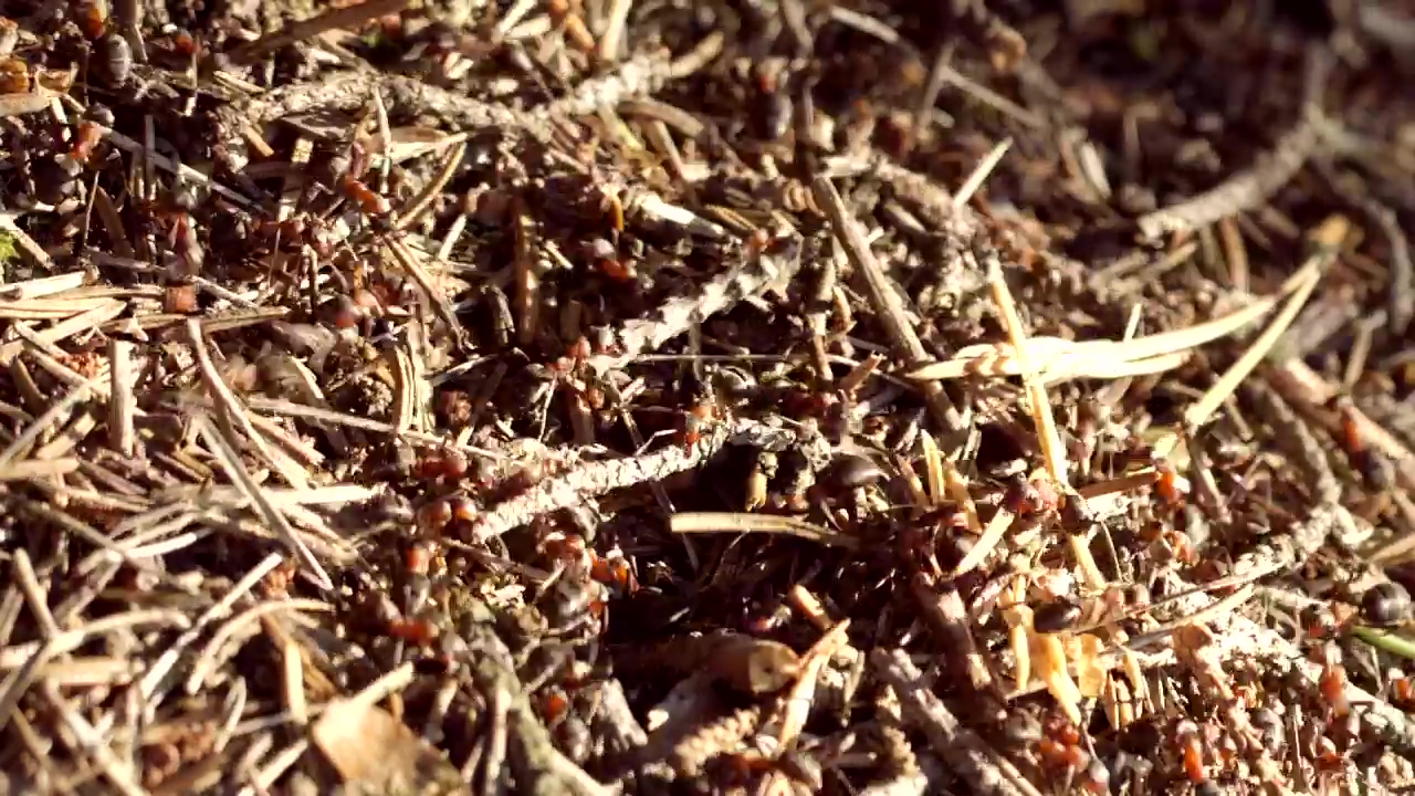 Ant colony swarming, insect, bugs, and ants