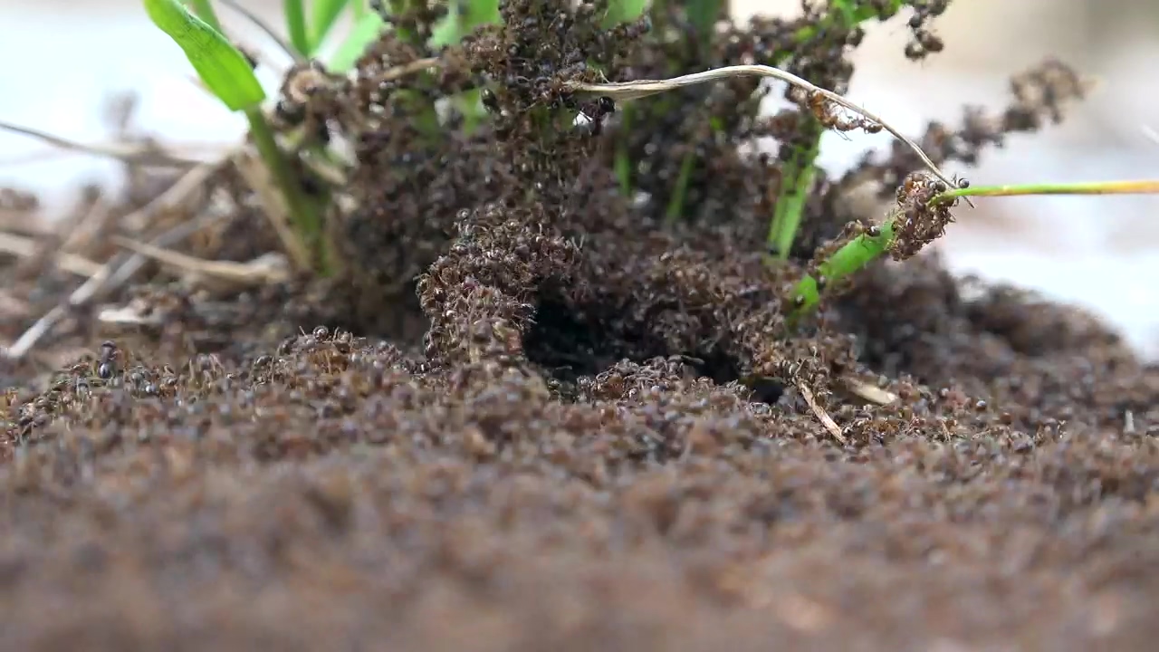 Ant infestation, animal, wildlife, insect, and ants