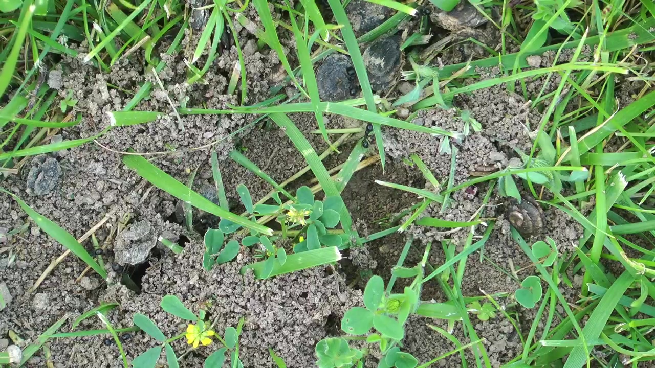 Anthill in the grass, grass, insect, and ants