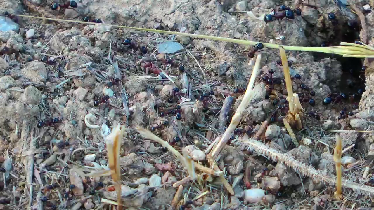 Anthill in the ground, time-lapse, insect, bugs, and ants