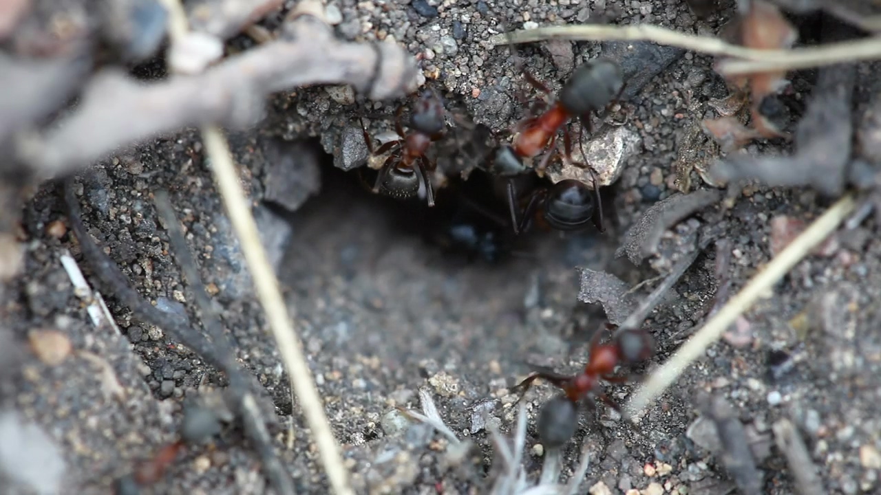 Ants at the entrance of an anthill, animal, wildlife, insect, and ground