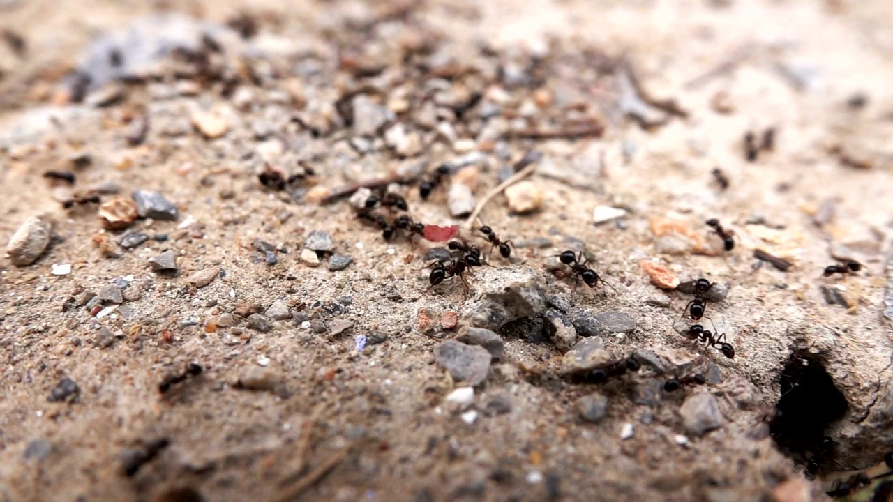 Ants entering its anthill, insect, bugs, and ants