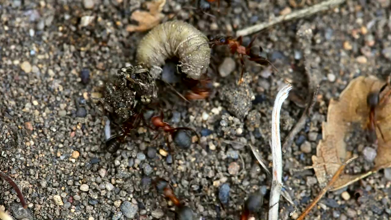 Ants fighting a larva, wildlife, insect, and fight