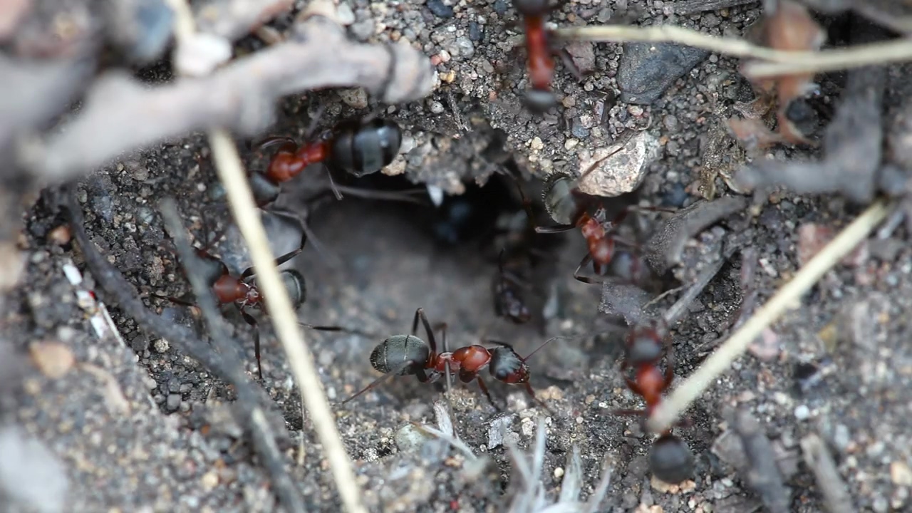 Ants in an anthill, animal, wildlife, and insect