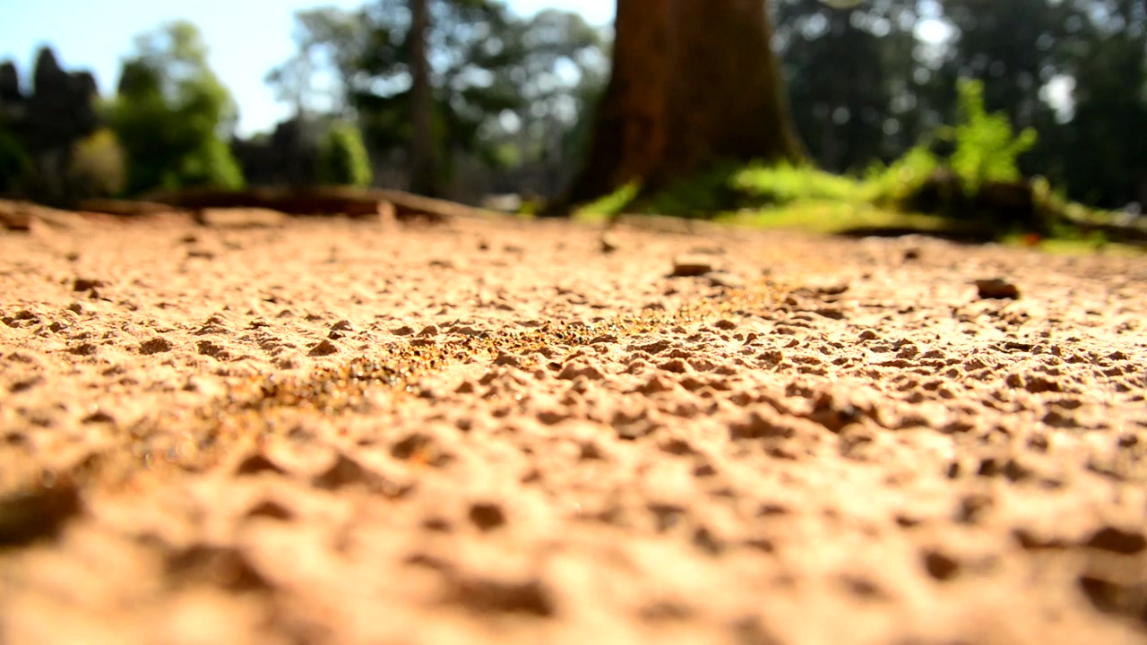 Ants line going towards their colony #nature #wildlife #insect #bugs #ants #insects