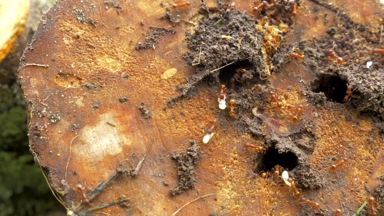 Ants working around a nest, nature, insect, and ants