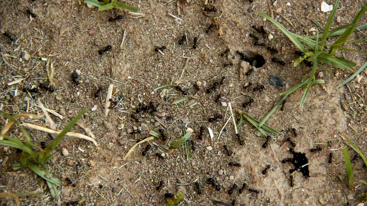 Ants working near their anthill, nature, wildlife, insect, ground, ants, and ant