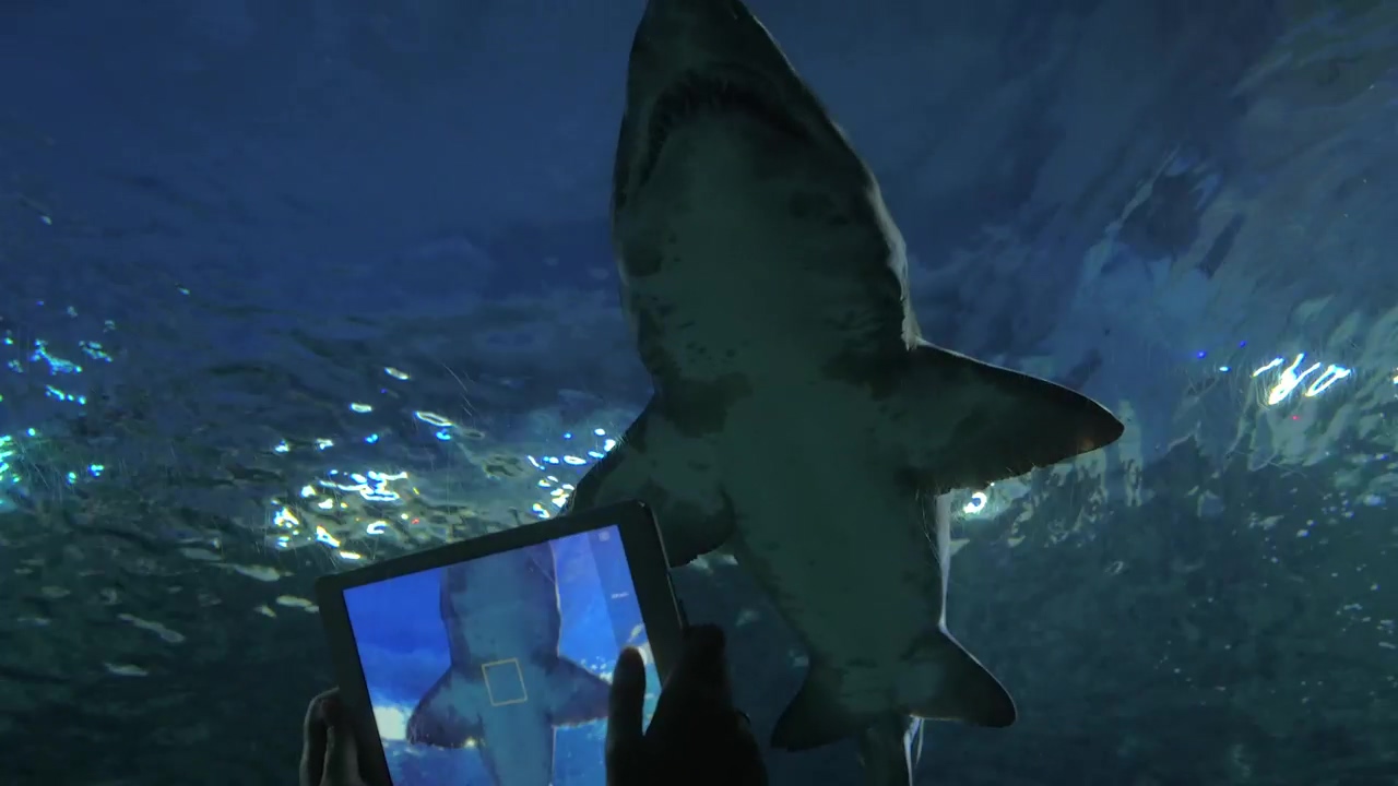 Aquarium filled with sharks, aquarium and shark