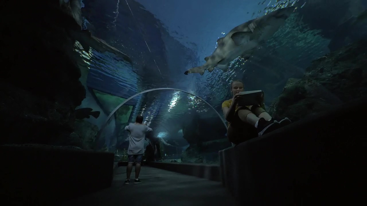 Aquarium tunnel of sharks, tunnel, aquarium, and shark