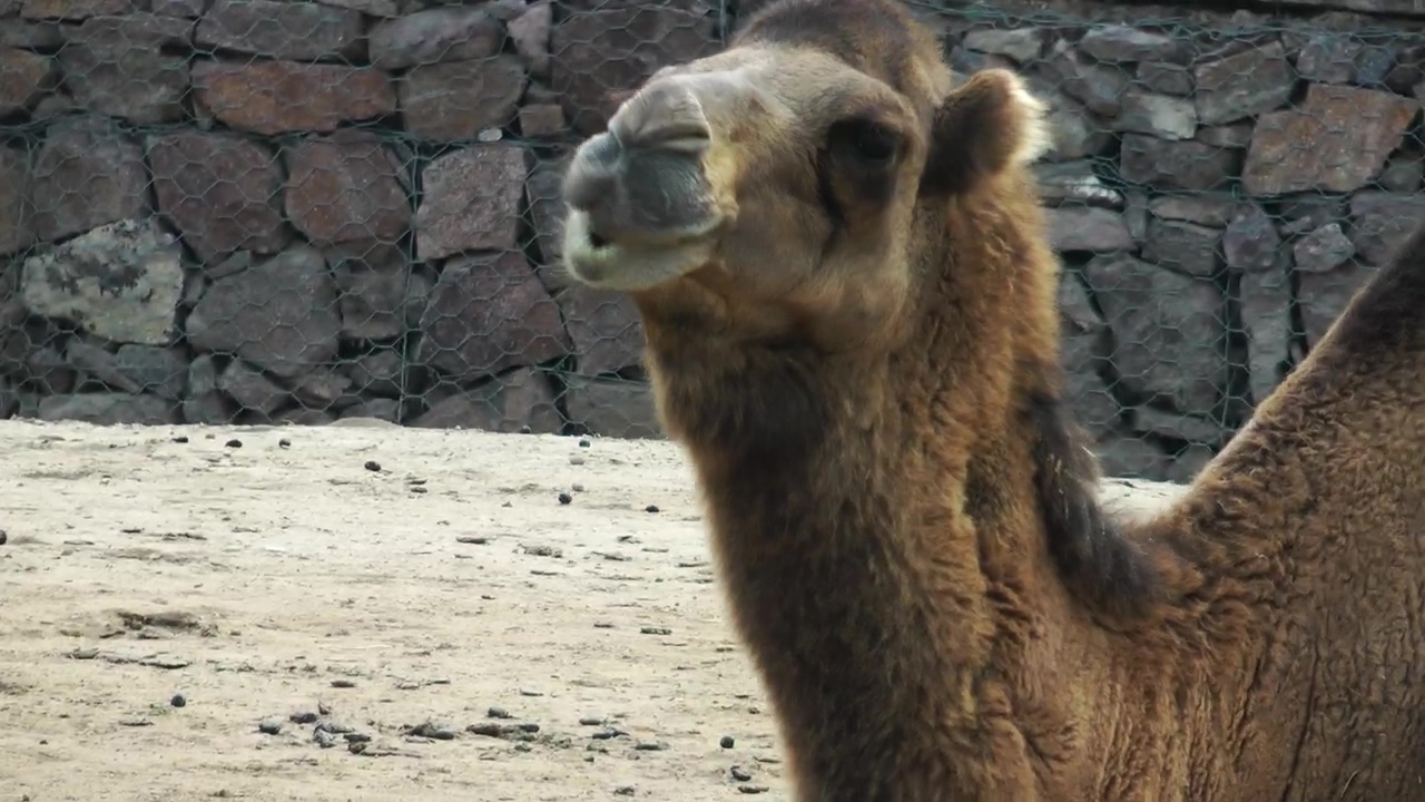 Arabian camel while eating #animal #wildlife #arabic #camel