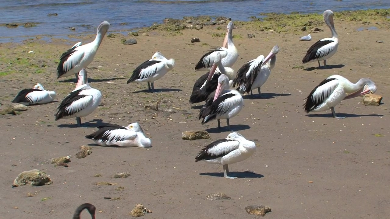 Australian pelicans at the beach, animal, wildlife, lake, bird, australia, and biodiversity