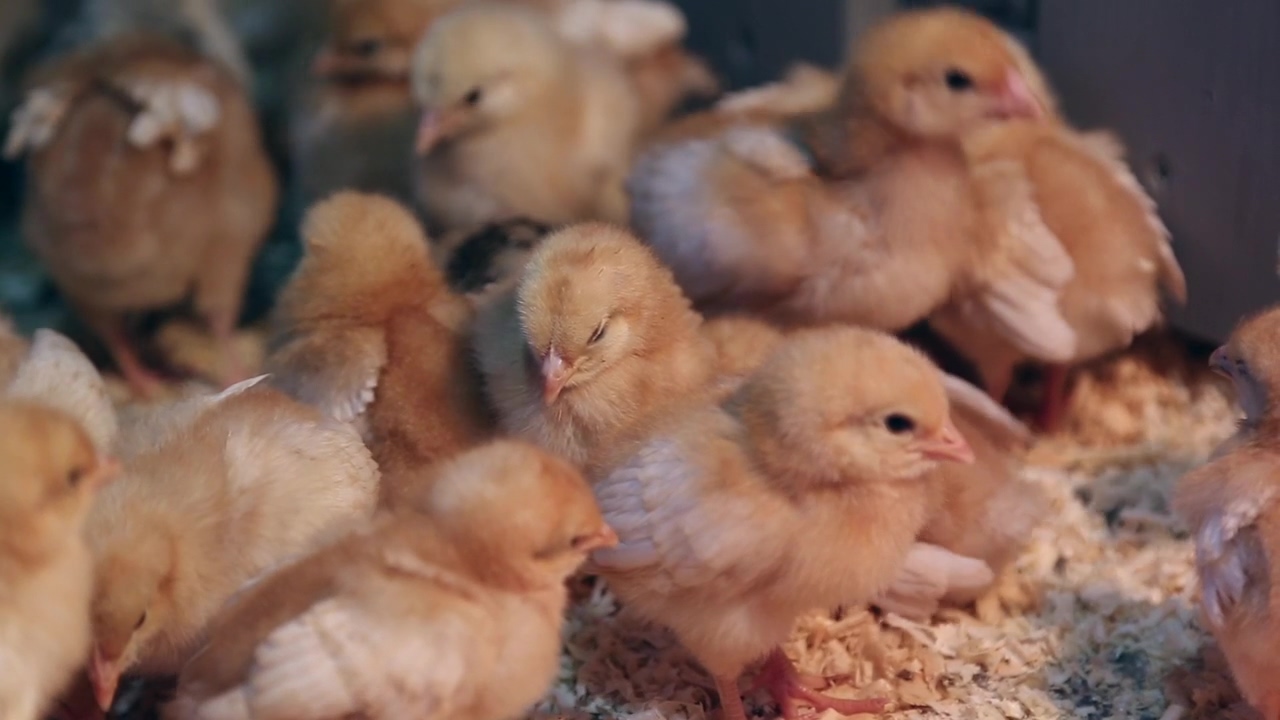 Baby chicks grouped together #farm #zoo #chicken #animals #animal farm #farm animals #baby chick