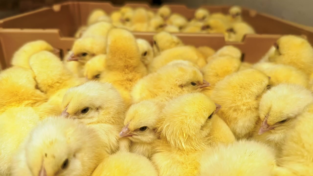 Baby chicks in a crate all huddled together, bird, yellow, chicken, animal farm, and baby chick