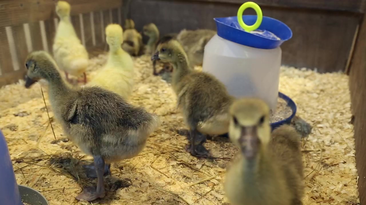 Baby ducklings in a pen at a petting zoo, pet, zoo, baby chick, and duckling