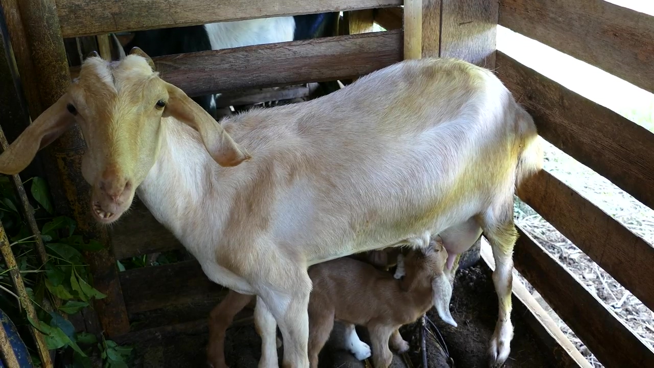 Baby goat drinking milk from his mother at the farm, animal, agriculture, farm, eating, goat, and cattle