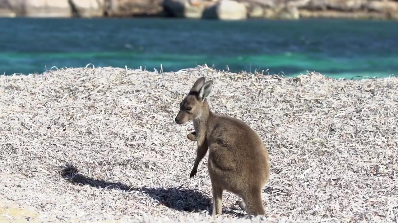 Baby kangaroo relaxing on the beach, animal, wildlife, ocean, australia, and kangaroo