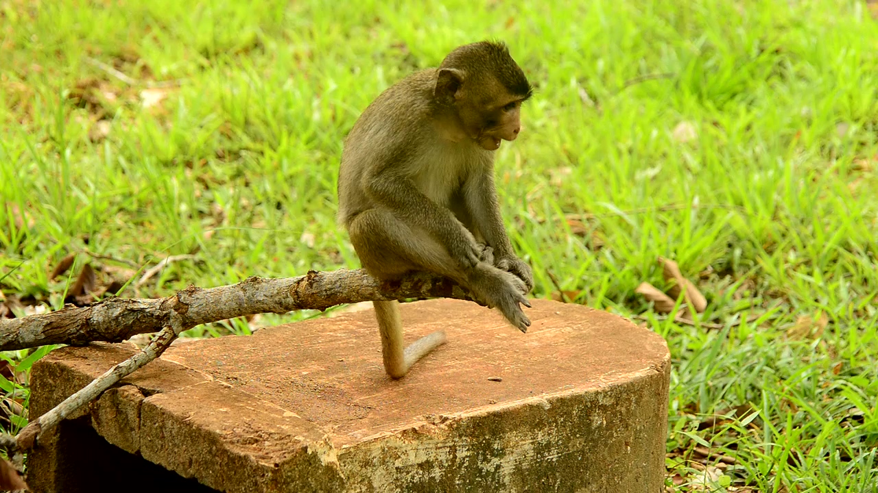 Baby monkey sitting on a branch, nature, wildlife, asia, animals, wild animals, and monkey