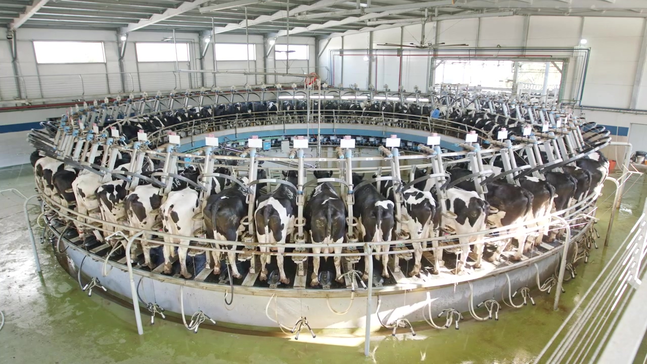 Backs of dairy cows being milked at a farm #milk #cow #animal farm #cow milk