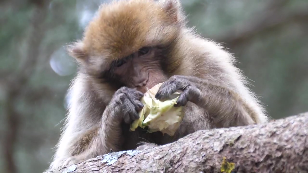 Barbary ape eating fruit on a tree, animal, wildlife, eating, and money