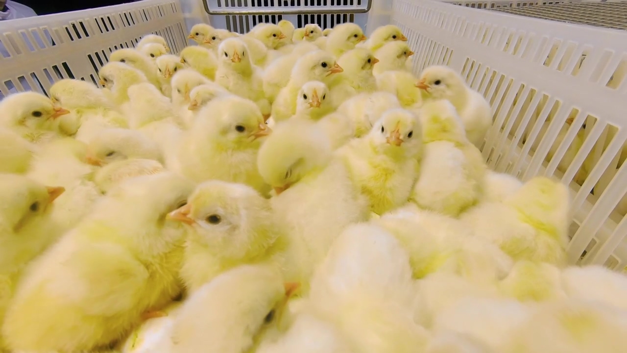 Basket of baby chicks huddling together, farm, chicken, animals, animal farm, farm animals, baby chick, and hatching
