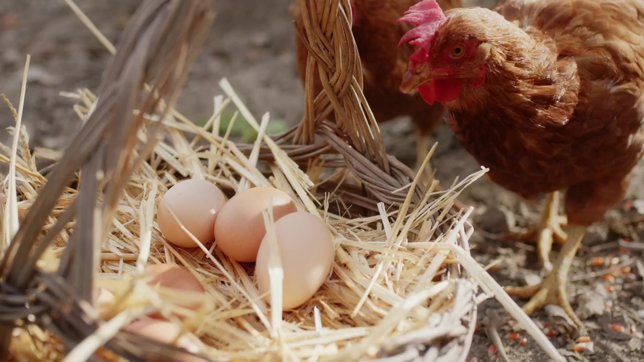 Basket of freshly harvested eggs, agriculture, chicken, harvest, and eggs