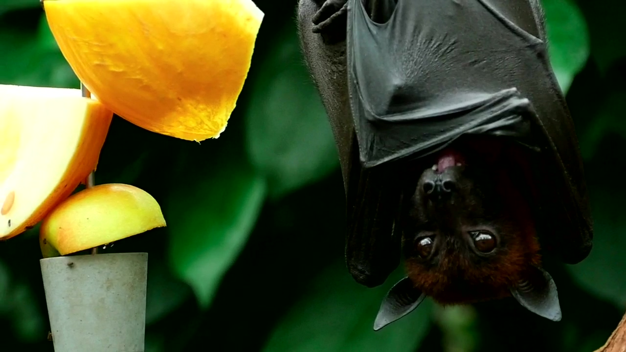 Bat resting in a tree, animal, wildlife, and bat
