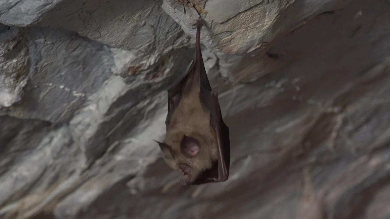 Bat resting inside a cave, animal, wildlife, cave, and bat