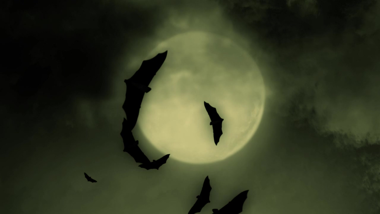 Bats and the full moon on halloween, 3d animation, sky, halloween, horror, moon, and bat