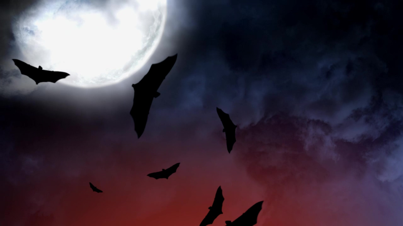 Bats on halloween, 3d animation, sky, halloween, horror, moon, and bat