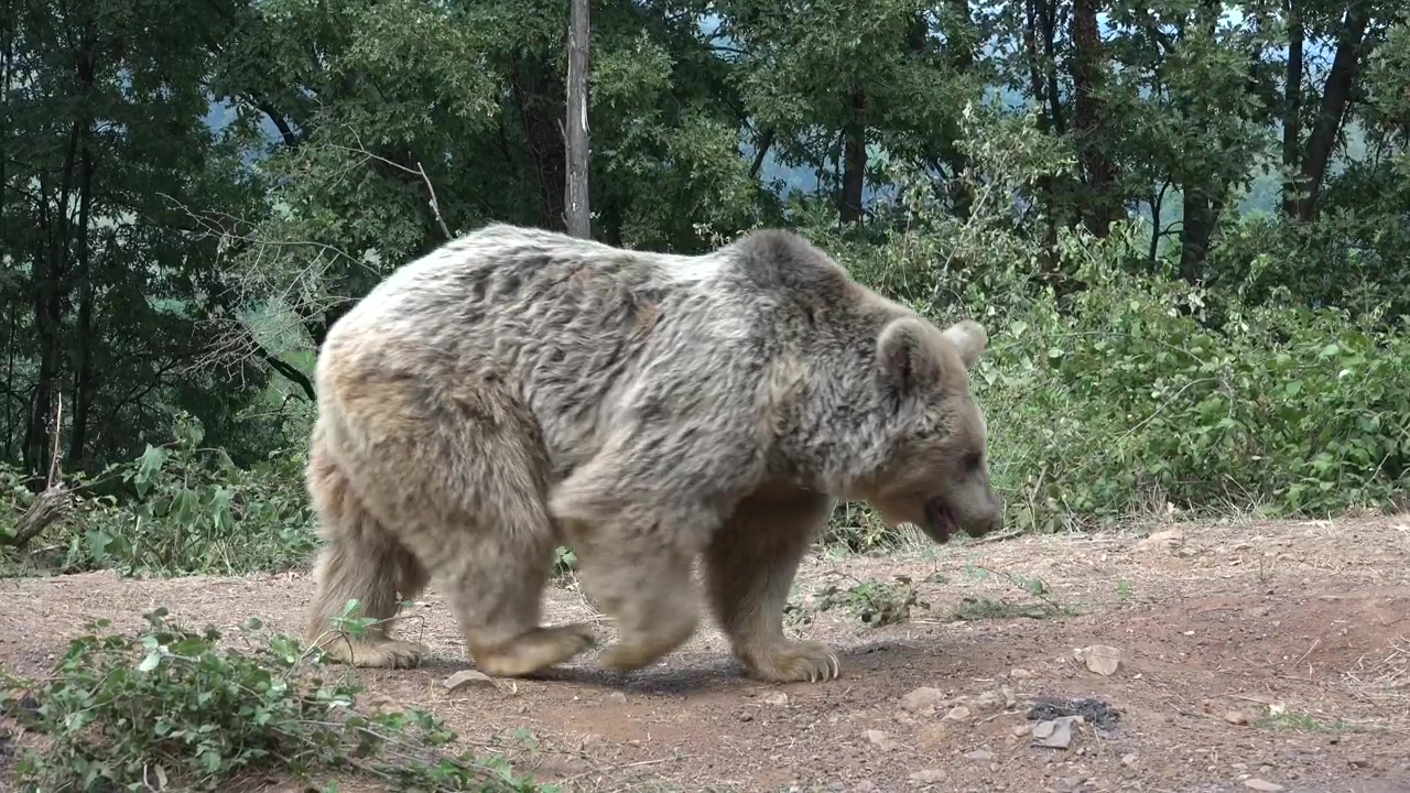 Bear walking in the forest, animal, wildlife, and bear